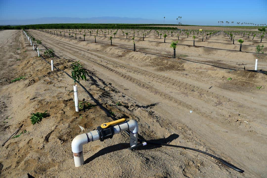 Almond tree plantation