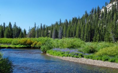 Secret Californian company with billions in water rights?