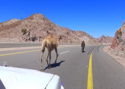 Saudi Arabia