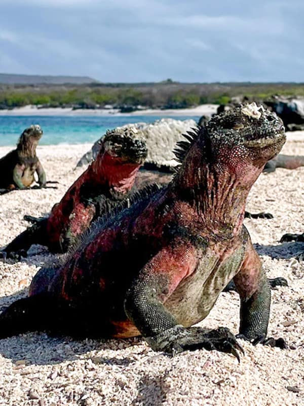 Galapagos trip 2021