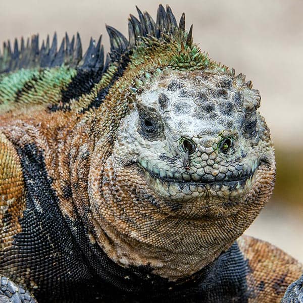 Iguana on rock Iguana on rock