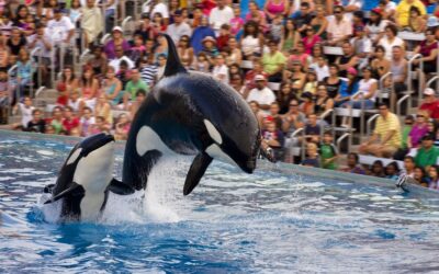 SeaWorld Entertainment – why an “uninvestable” stock rose by over 500%