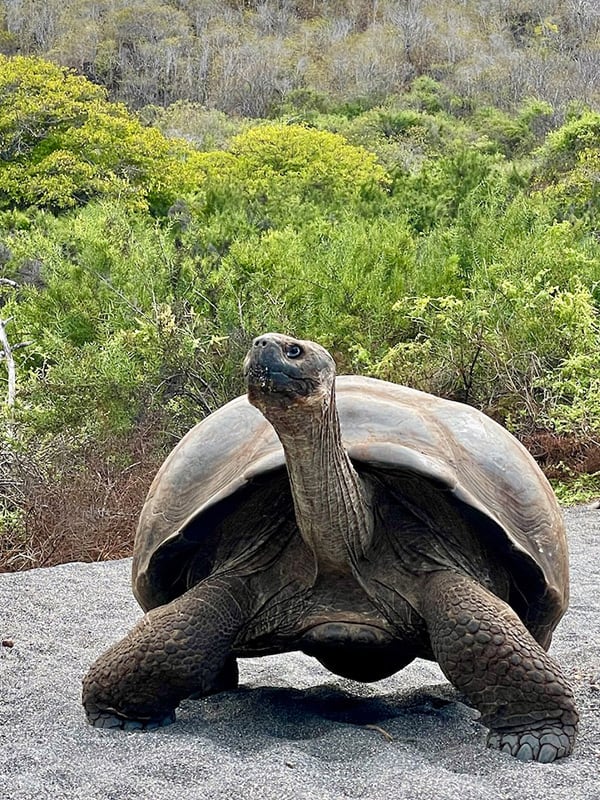 Galapagos trip 2021