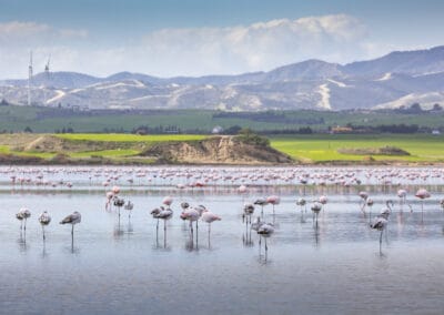 Larnaca