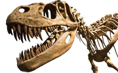 Dinosaur skeletons – an emerging asset class?