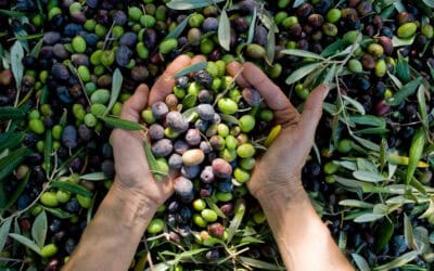 Olive oil – how to invest in ‘liquid gold’