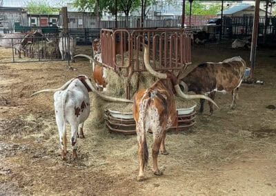 Texas reader trip 2025