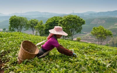 Camellia – modernising a “secret” agriculture company